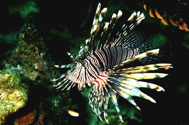 Lionfish are being spotted as far north as New England 